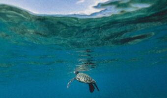 Turtle Swimming in Ocean